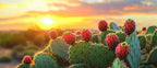 Cactus Diamond Painting Kit, Flower Diamond Art Kits for Adults Beginner 5D DIY Full Drill Round Rhinestone Gem Art Crafts for Adults with Complete Tools for Home Decor, Gifts 36 X 72 Inch -yym26035P